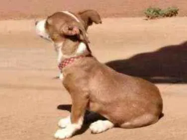 Cachorro ra a SEM RAÇA DEFINIDA idade 2 a 6 meses nome MAYA