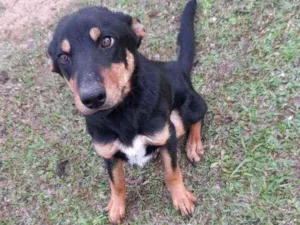 Cachorro raça Indefinida idade 2 a 6 meses nome Chico