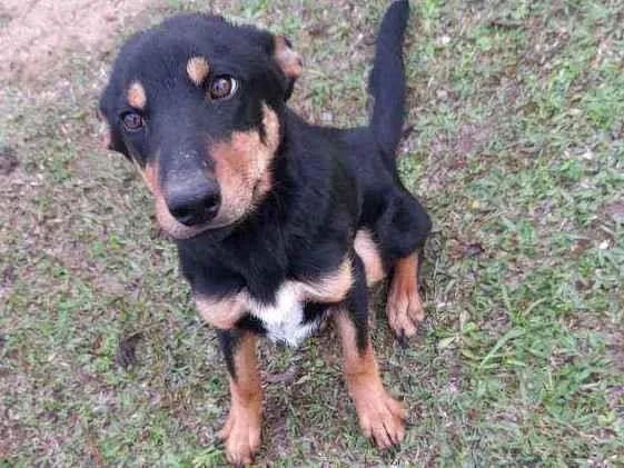 Cachorro ra a Indefinida idade 2 a 6 meses nome Chico