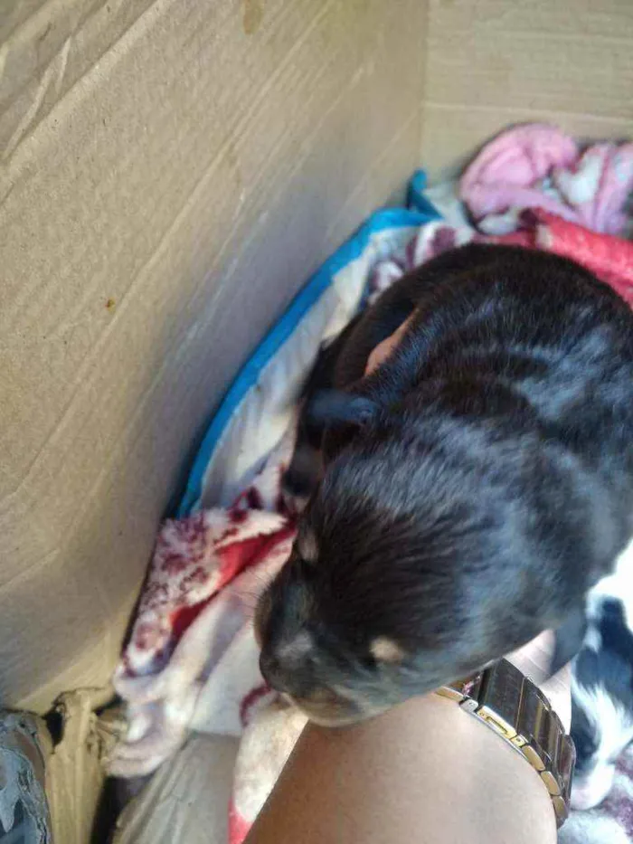 Cachorro raça Não definida idade  nome Sem nomes