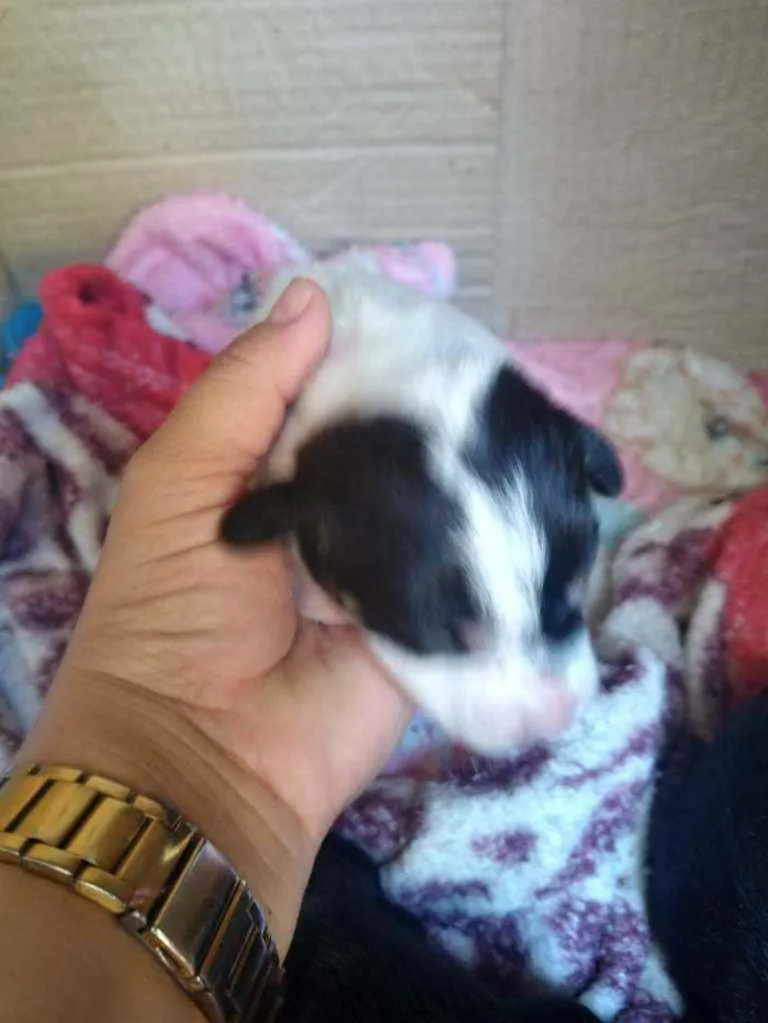 Cachorro raça Não definida idade  nome Sem nomes