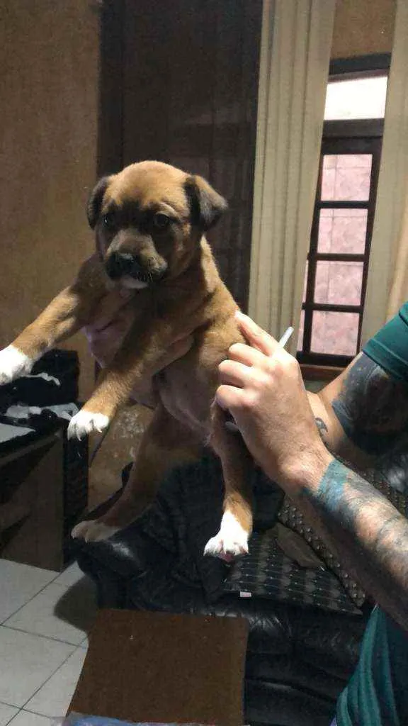 Cachorro raça Srd idade 2 a 6 meses nome Guille