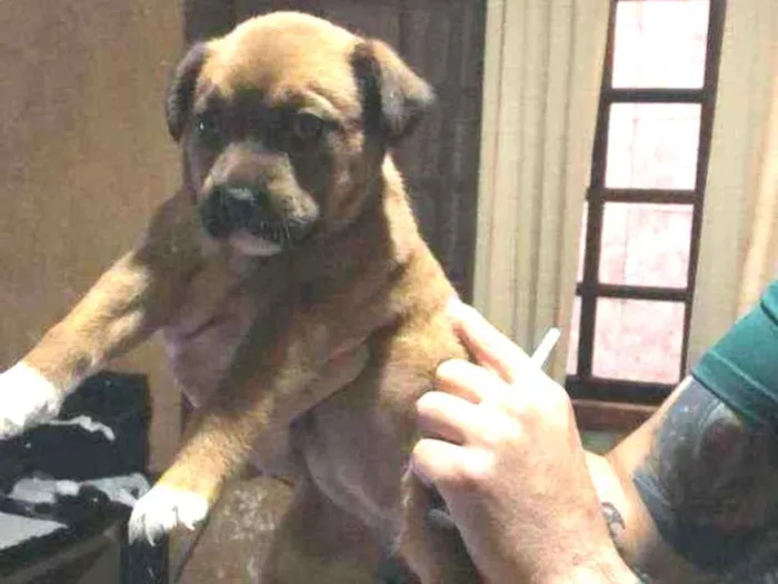 Cachorro raça Srd idade 2 a 6 meses nome Guille