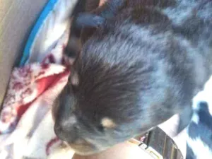 Cachorro raça Não definida idade  nome Sem nomes