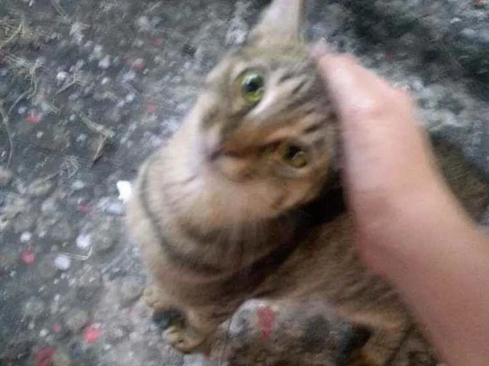 Gato ra a SRD idade 7 a 11 meses nome Colméia (castrada)