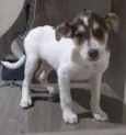 Filhotes de cão vira