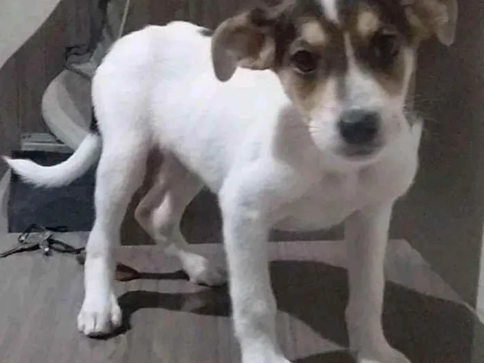 Cachorro raça Viralatas idade 2 a 6 meses nome Filhotes de cão vira