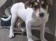Filhotes de cão vira