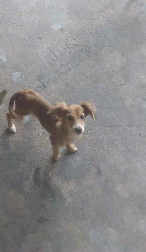 Cachorro raça Viralatas idade 2 a 6 meses nome Filhotes de cão vira