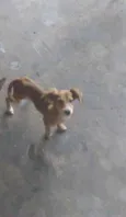 Filhotes de cão vira