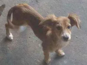 Cachorro raça Viralatas idade 2 a 6 meses nome Filhotes de cão vira