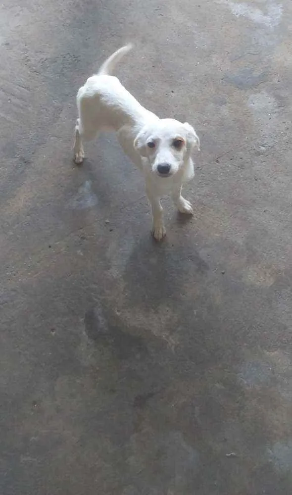 Cachorro raça Viralatas idade 2 a 6 meses nome Filhotes de cão vira