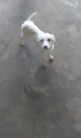 Filhotes de cão vira