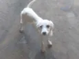 Filhotes de cão vira