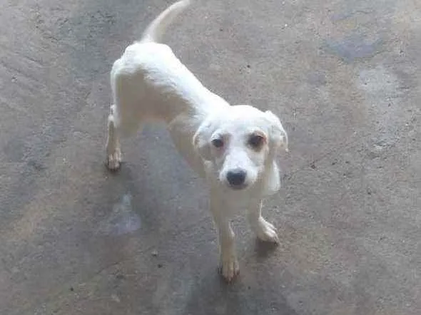 Cachorro raça Viralatas idade 2 a 6 meses nome Filhotes de cão vira