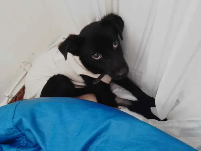 Cachorro raça SRD idade 1 ano nome Florzinha