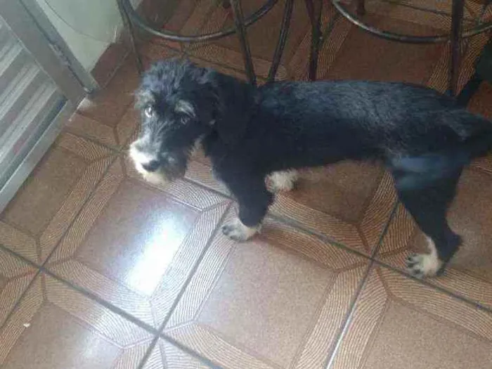 Cachorro raça SRD idade 2 a 6 meses nome Théo