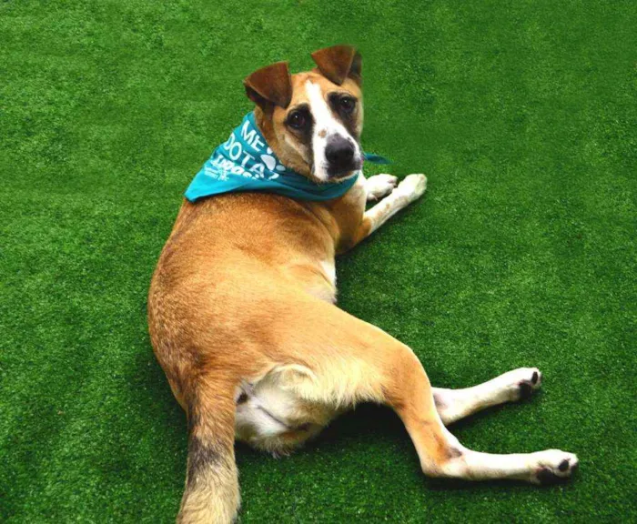 Cachorro raça SRD idade 1 ano nome Celeste