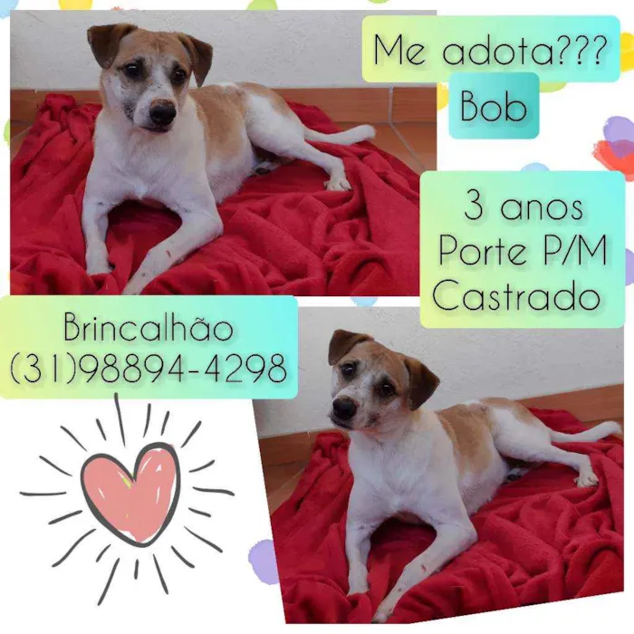 Cachorro raça SRD idade 3 anos nome Bob