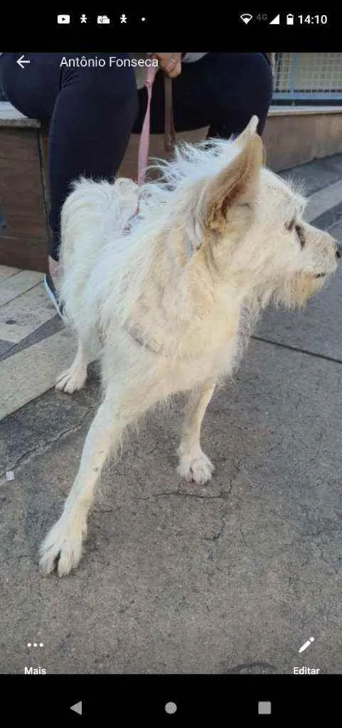 Cachorro ra a Vira lata  idade 6 ou mais anos nome Bezinho