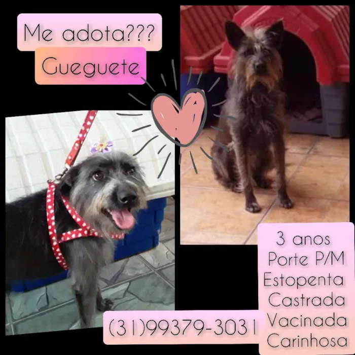 Cachorro raça SRD idade 3 anos nome Gueguete