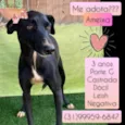 Ameixa 