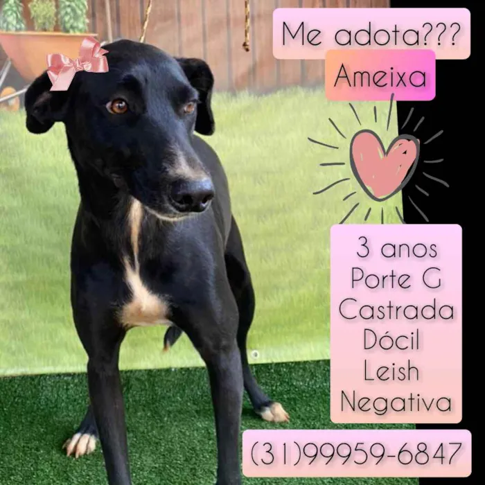 Cachorro raça SRD idade 3 anos nome Ameixa 