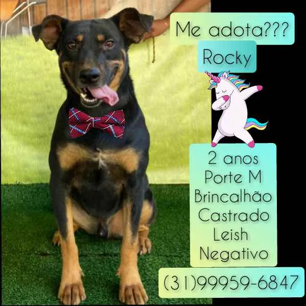 Cachorro raça SRD idade 2 anos nome Rocky