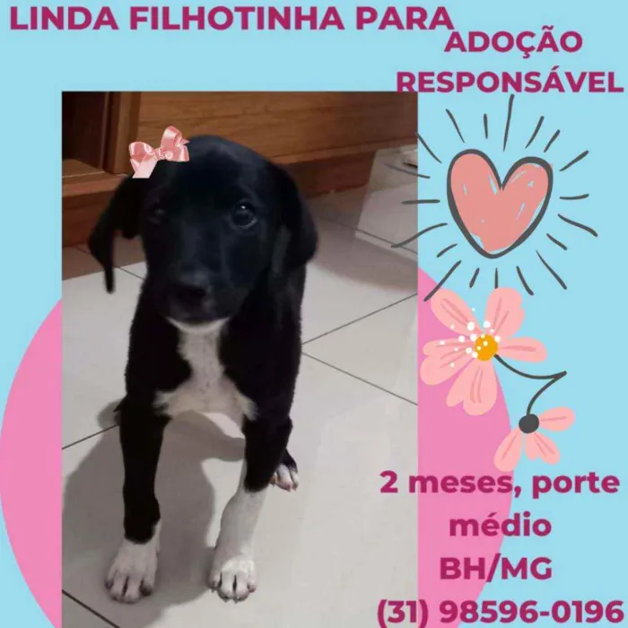 Cachorro raça SRD idade 2 a 6 meses nome Linda
