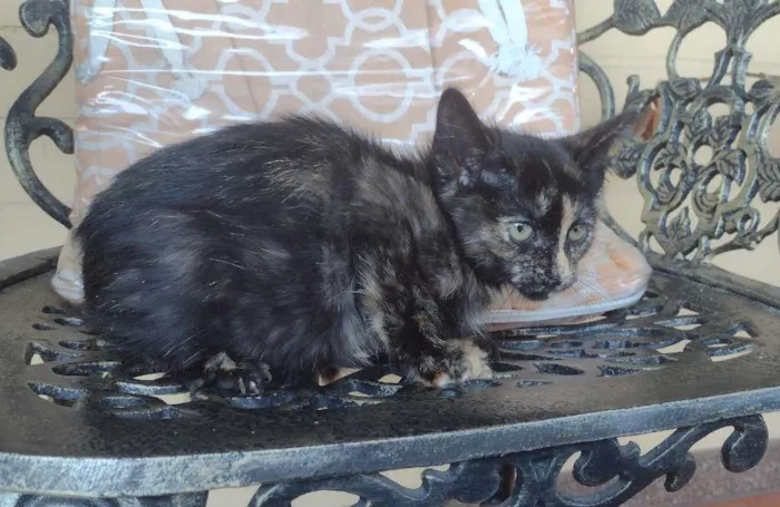 Gato ra a SRD-ViraLata idade 2 a 6 meses nome PRADA