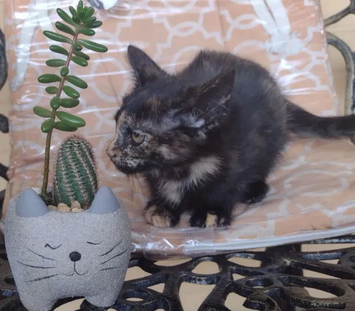 Gato ra a SRD-ViraLata idade 2 a 6 meses nome PRADA