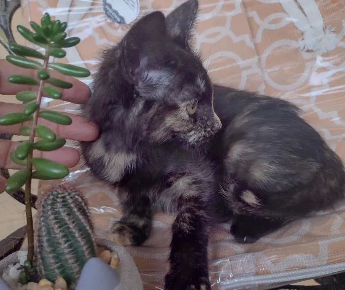 Gato ra a SRD-ViraLata idade 2 a 6 meses nome PRADA