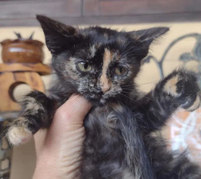 Gato ra a SRD-ViraLata idade 2 a 6 meses nome PRADA