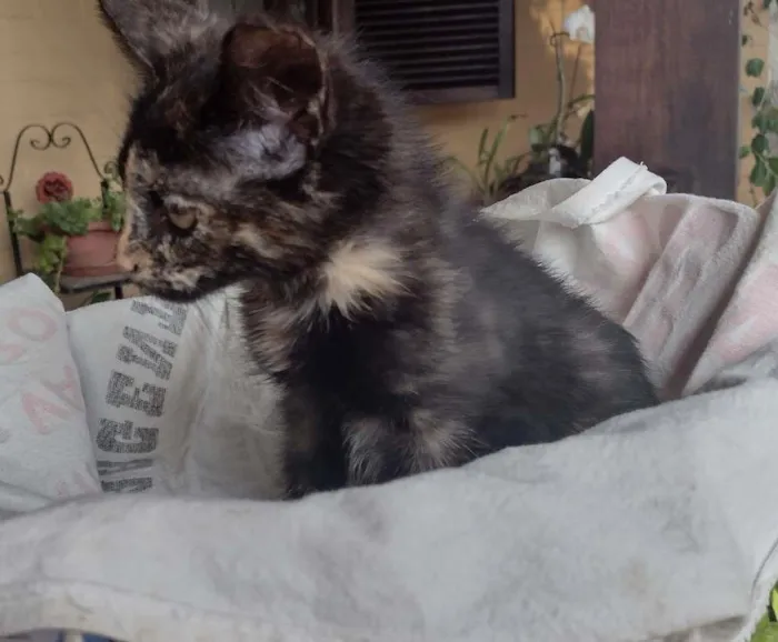 Gato ra a SRD-ViraLata idade 2 a 6 meses nome PRADA