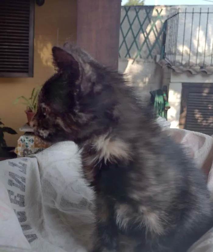 Gato ra a SRD-ViraLata idade 2 a 6 meses nome PRADA