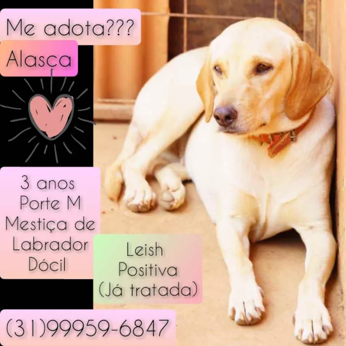 Cachorro raça Labrador idade 3 anos nome Alasca