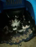 Gatos