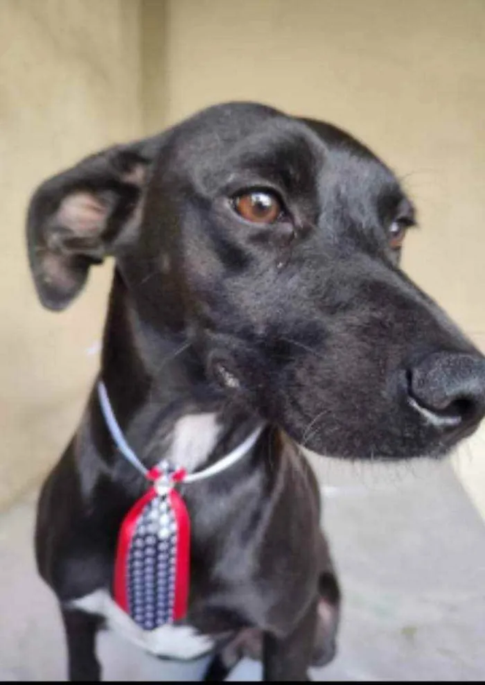 Cachorro ra a SRD idade 3 anos nome Baruk