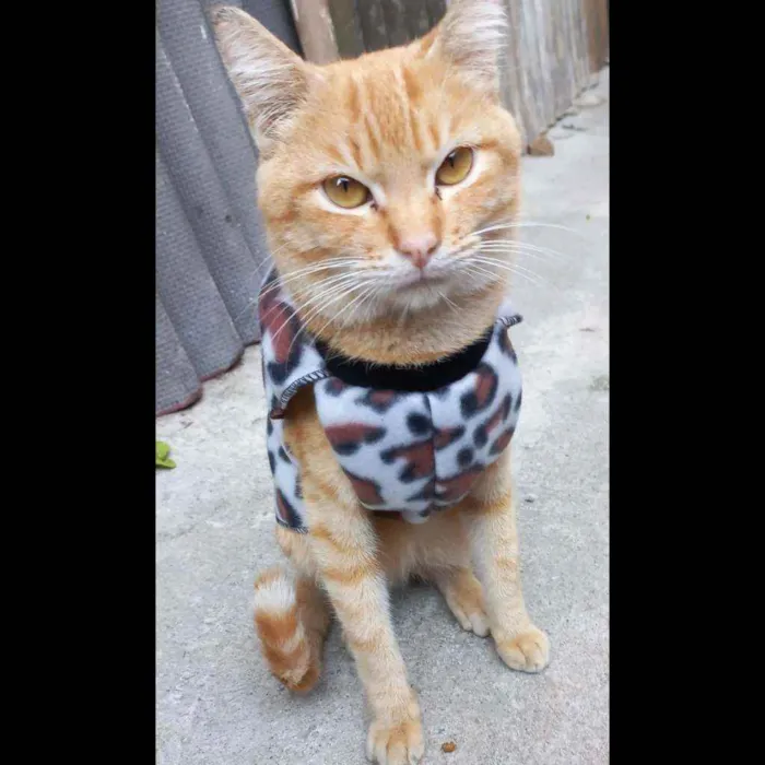 Gato ra a Desconhecido  idade 7 a 11 meses nome Madruguinha 