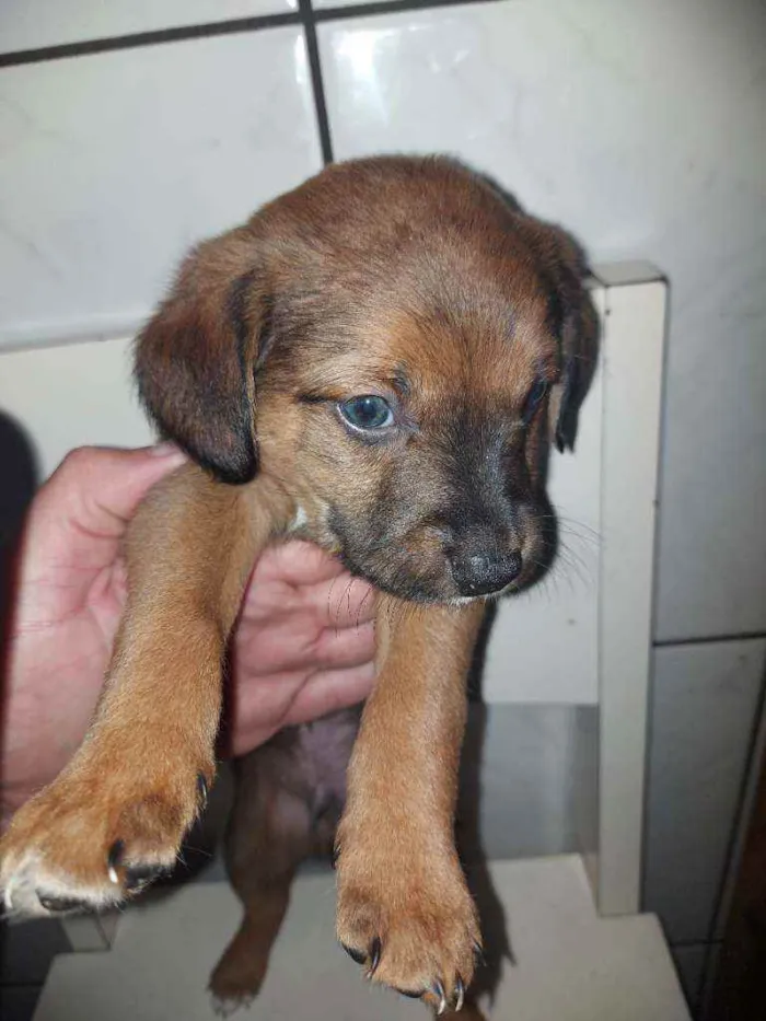 Cachorro ra a Vira lata idade Abaixo de 2 meses nome Café, Caramelo, Fofa