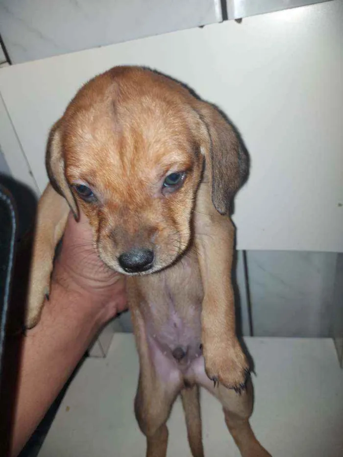 Cachorro ra a Vira lata idade Abaixo de 2 meses nome Café, Caramelo, Fofa