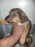 Café, Caramelo, Fofa