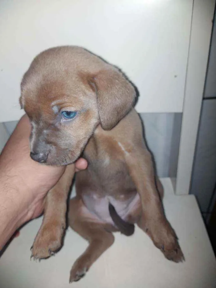 Cachorro ra a Vira lata idade Abaixo de 2 meses nome Café, Caramelo, Fofa