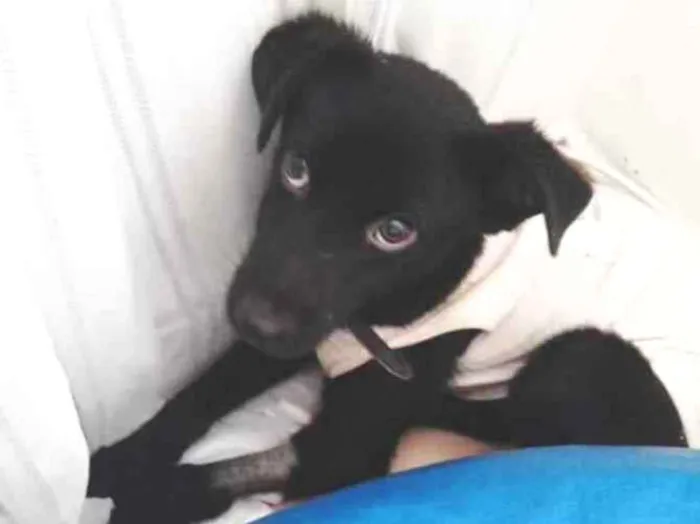 Cachorro raça SRD idade 1 ano nome Florzinha