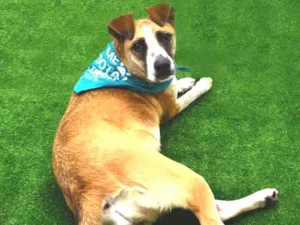 Cachorro raça SRD idade 1 ano nome Celeste
