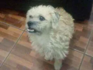 Cachorro raça Lhasa com viralata idade 2 anos nome Neymar 