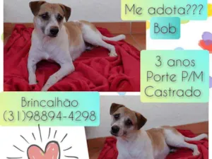 Cachorro raça SRD idade 3 anos nome Bob