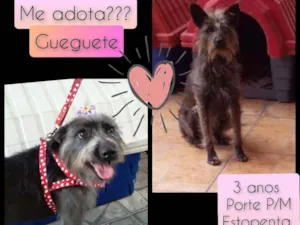 Cachorro raça SRD idade 3 anos nome Gueguete