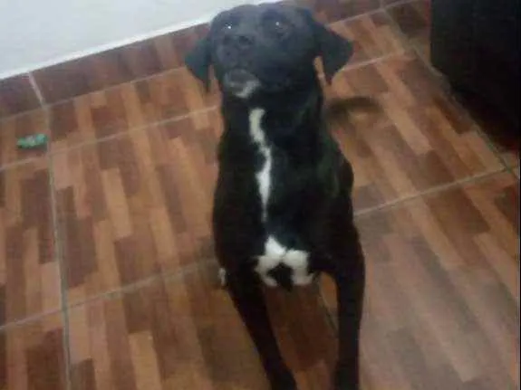 Cachorro ra a Preto idade 1 ano nome Pele