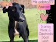 Ameixa 